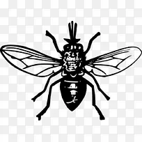 �ɲ�Ӭ ���� ��Ӭ-������