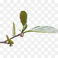 叶子 树枝 嫩枝-空若网 叶子 树枝 嫩枝-空若网