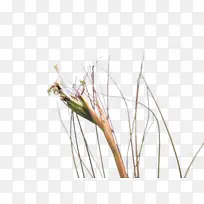 灯心草 昆虫 凤梨-空若网 灯心草 昆虫 凤梨-空若网