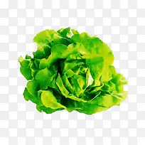 生菜 莴苣 红叶莴苣-空若网 生菜 莴苣 红叶莴苣-空若网