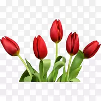 郁金香花桌面壁纸夹艺术-郁金香-空若网 郁金香花桌面壁纸夹艺术-郁金香-空若网