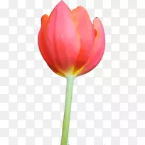 郁金香花夹艺术-郁金香-空若网 郁金香花夹艺术-郁金香-空若网