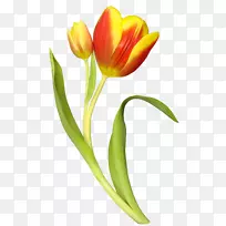 郁金香花束夹艺术-郁金香-空若网 郁金香花束夹艺术-郁金香-空若网