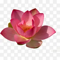 百合 侏儒睡莲 睡莲-空若网 百合 侏儒睡莲 睡莲-空若网