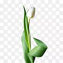 开花植物切花郁金香-空若网 开花植物切花郁金香-空若网