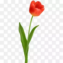 郁金香红花剪贴画-郁金香-空若网 郁金香红花剪贴画-郁金香-空若网