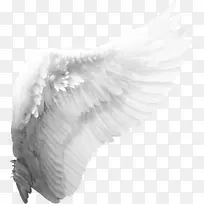 天使翅膀剪贴画-天使翅膀-空若网 天使翅膀剪贴画-天使翅膀-空若网