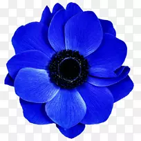 切花钴蓝电蓝色海葵-空若网 切花钴蓝电蓝色海葵-空若网