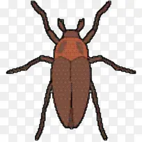 象甲 昆虫 害虫-空若网 象甲 昆虫 害虫-空若网