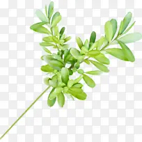 ˮ�ʻ� ��ͨ �滭-������