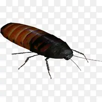 蟑螂 马达加斯加嘶嘶蟑螂 昆虫-空若网 蟑螂 马达加斯加嘶嘶蟑螂 昆虫-空若网