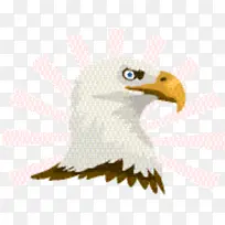 喙 材料 鸟-空若网 喙 材料 鸟-空若网