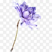 切花 紫色 花瓣-空若网 切花 紫色 花瓣-空若网