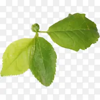 Ҷ�� ֲ�ﾥ ֲ��-������