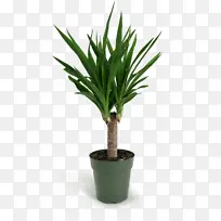 室内植物 丝兰 棕榈树-空若网 室内植物 丝兰 棕榈树-空若网