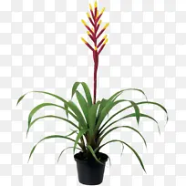 �ɹ���Ʒ�л� ���� ����-������