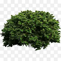 灌木 西梧桐 美国梧桐-空若网 灌木 西梧桐 美国梧桐-空若网