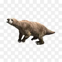 熊 原虫科 动物-空若网 熊 原虫科 动物-空若网