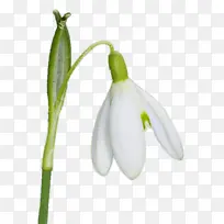 雪花莲 植物 植物茎-空若网 雪花莲 植物 植物茎-空若网