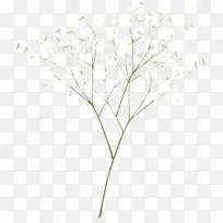 树枝 植物茎 草-空若网 树枝 植物茎 草-空若网