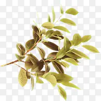 卡通 树叶 嫩枝-空若网 卡通 树叶 嫩枝-空若网