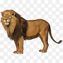 ʨ�� ���� �����ͼ��-������