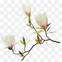 植物茎 枝 芽-空若网 植物茎 枝 芽-空若网