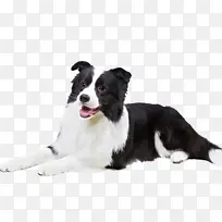 边境牧羊犬 粗牧羊犬 小狗-空若网 边境牧羊犬 粗牧羊犬 小狗-空若网