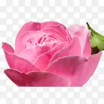 玫瑰 开花 花朵-空若网 玫瑰 开花 花朵-空若网