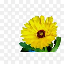 万寿菊 开花 花朵-空若网 万寿菊 开花 花朵-空若网