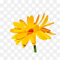 万寿菊 开花 花-空若网 万寿菊 开花 花-空若网