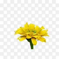 ���پ� ���� ֲ��Ⱥ-������