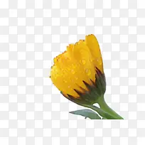 万寿菊 开花 花-空若网 万寿菊 开花 花-空若网