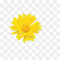 万寿菊 开花 花-空若网 万寿菊 开花 花-空若网