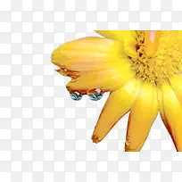 万寿菊 花朵 植物-空若网 万寿菊 花朵 植物-空若网