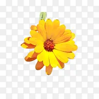 万寿菊 开花 花-空若网 万寿菊 开花 花-空若网