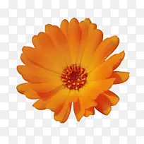 ���پ� ���� ��-������