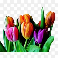 ������ ���� ֲ��-������