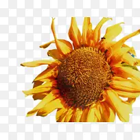 向日葵 花 植物群-空若网 向日葵 花 植物群-空若网