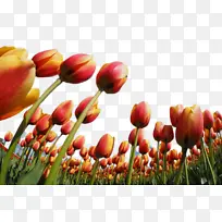 郁金香 花朵 植物-空若网 郁金香 花朵 植物-空若网