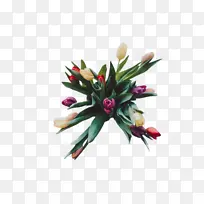 郁金香 花 植物-空若网 郁金香 花 植物-空若网