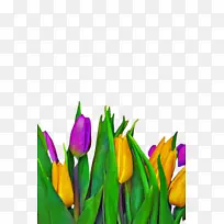 郁金香 花 植物-空若网 郁金香 花 植物-空若网