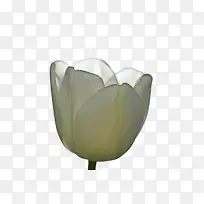 郁金香 花 植物-空若网 郁金香 花 植物-空若网