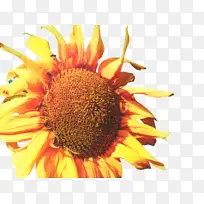 向日葵 花卉 植物-空若网 向日葵 花卉 植物-空若网