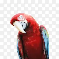 鹦鹉 鸟 五颜六色-空若网 鹦鹉 鸟 五颜六色-空若网