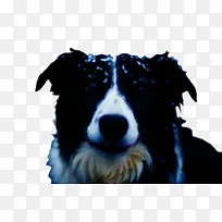 可爱的狗 宠物 动物-空若网 可爱的狗 宠物 动物-空若网