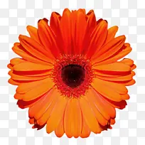 万寿菊 开花 花朵-空若网 万寿菊 开花 花朵-空若网