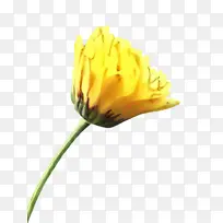 万寿菊 开花 花-空若网 万寿菊 开花 花-空若网