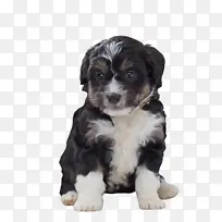 可爱的狗 宠物 动物-空若网 可爱的狗 宠物 动物-空若网