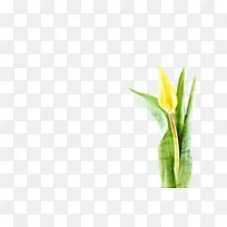 ������ �� ֲ��Ⱥ-������